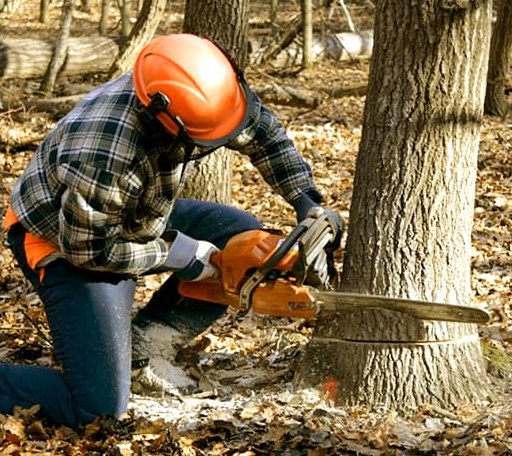 Tree Removal in Monrovia, IN